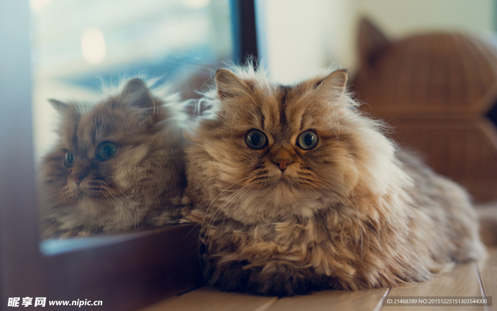 照镜子的猫