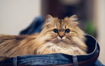 躲在牛仔裤的猫