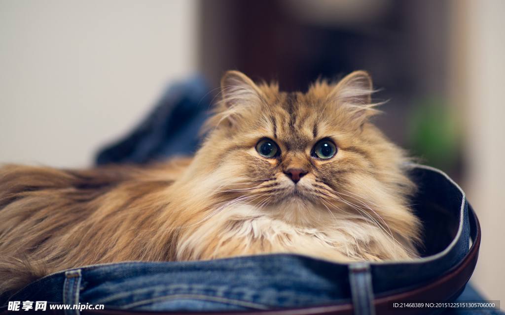躲在牛仔裤的猫