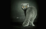回头看的灰猫