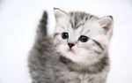可爱的小猫