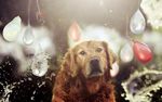 金毛犬