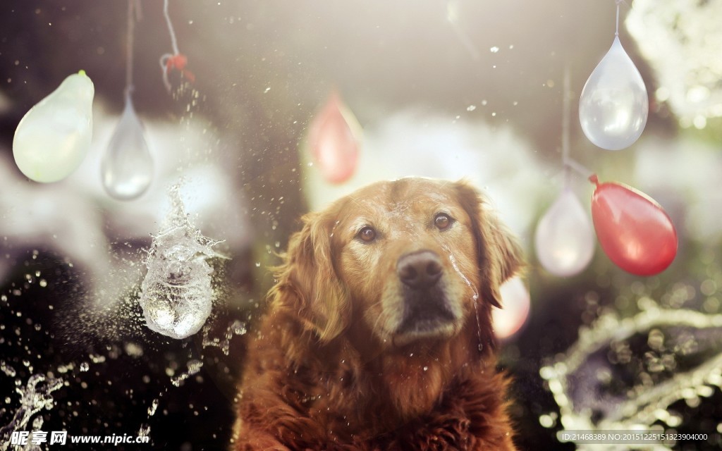 金毛犬