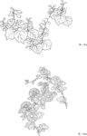 菊桐线描矢量EPS