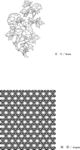 线描杜丹矢量素材EPS