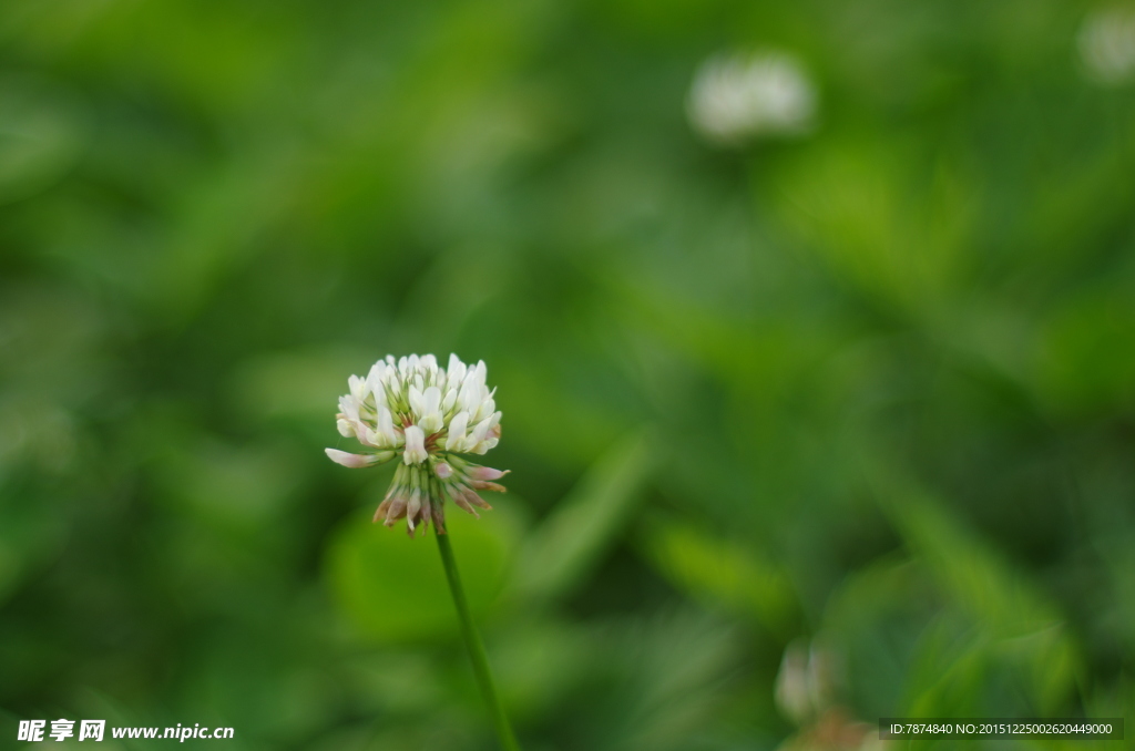 小花