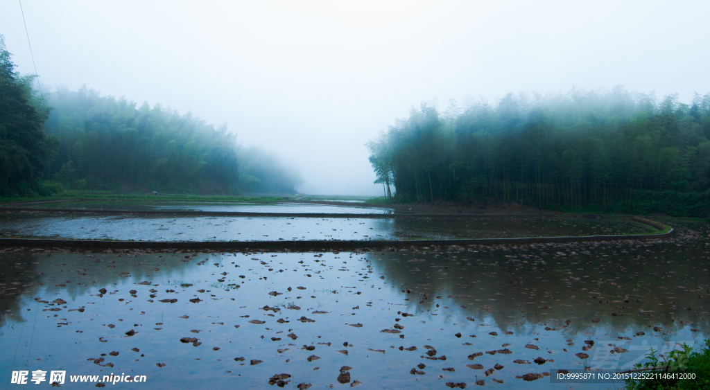 竹林