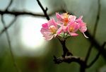 海棠花