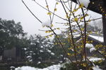 傲雪腊梅
