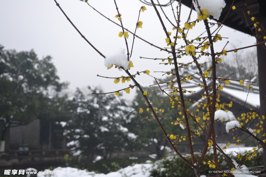 傲雪腊梅