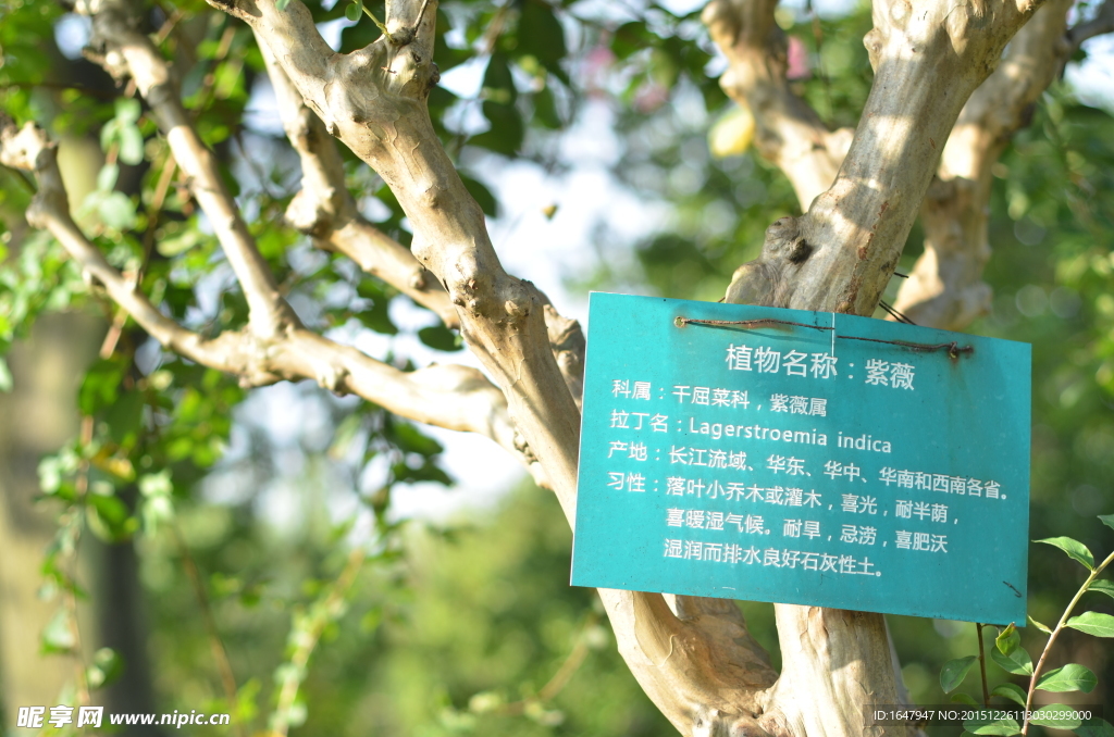 紫薇