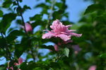 木槿花