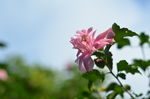 木槿花
