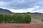 稻城风景