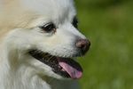 狗狗