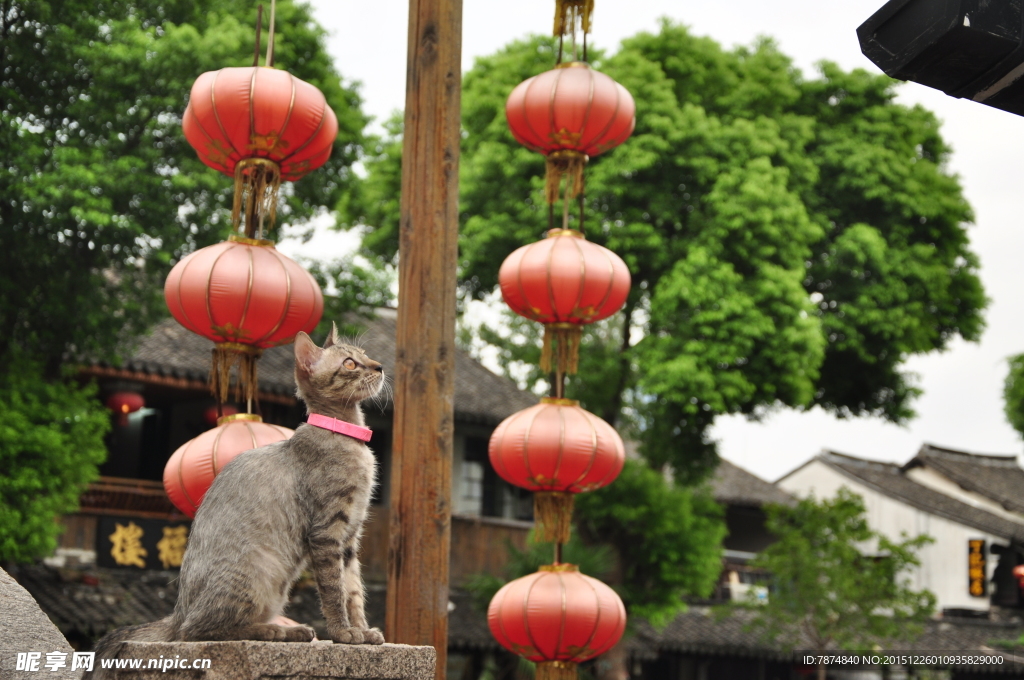 西塘古镇 猫咪