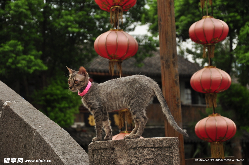 西塘古镇 猫咪
