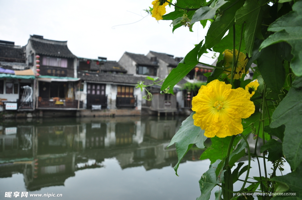 西塘古镇丝瓜花