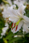百合花