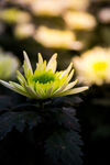 野菊花