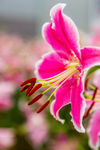 百合花