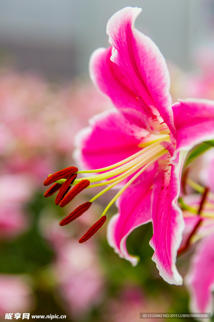 百合花