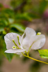小花