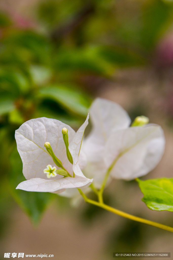 小花