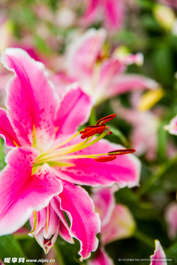 百合花