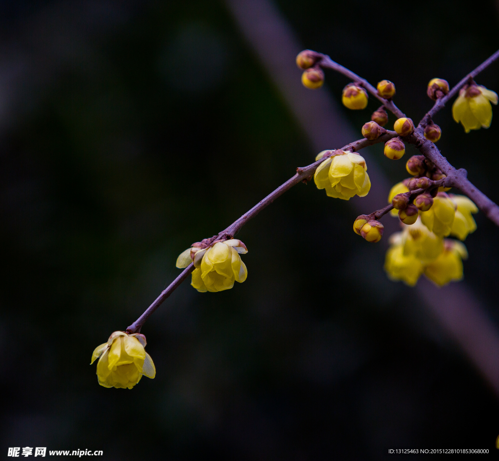 梅花