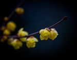梅花