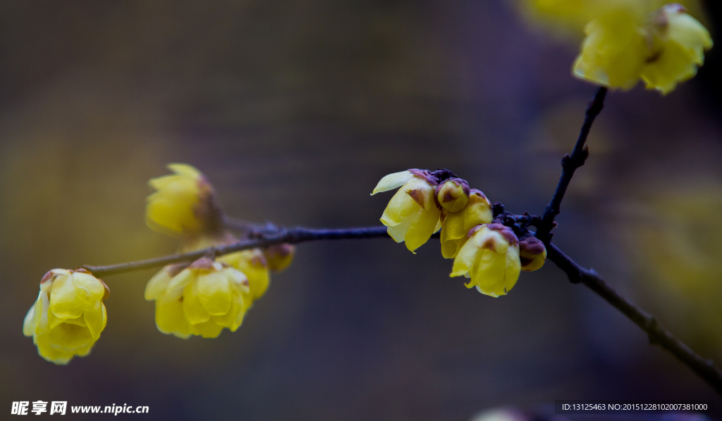 梅花