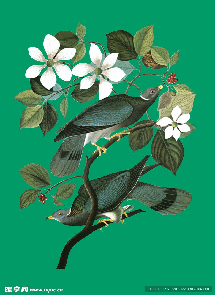 花鸟ps分层素材