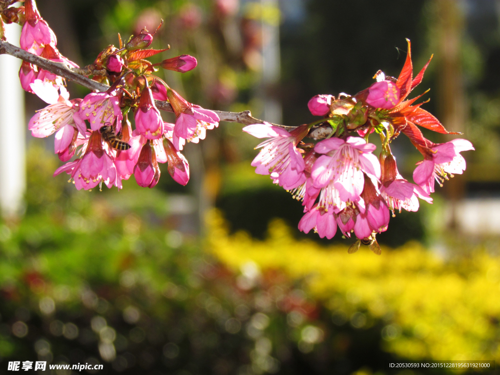 樱花