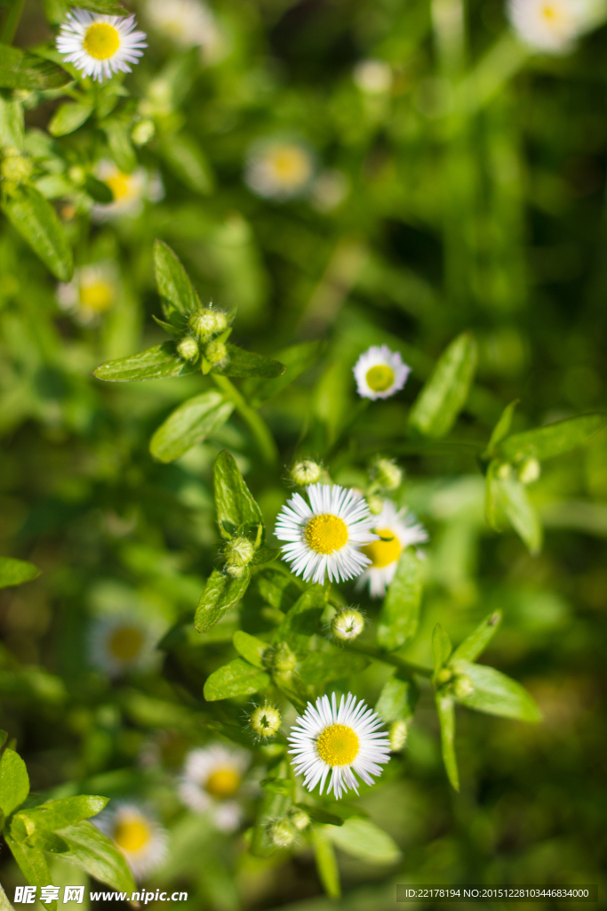 小雏菊