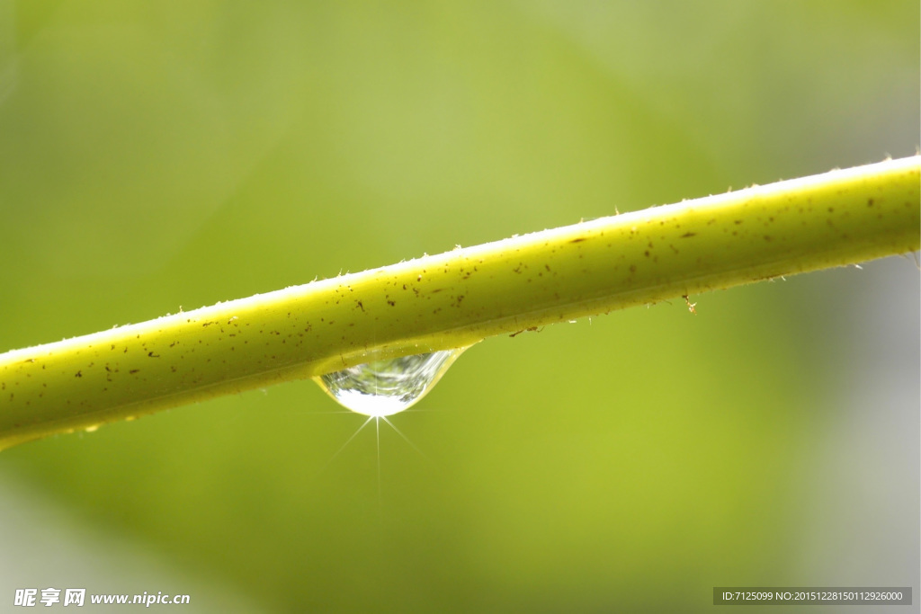 雨滴特写图片