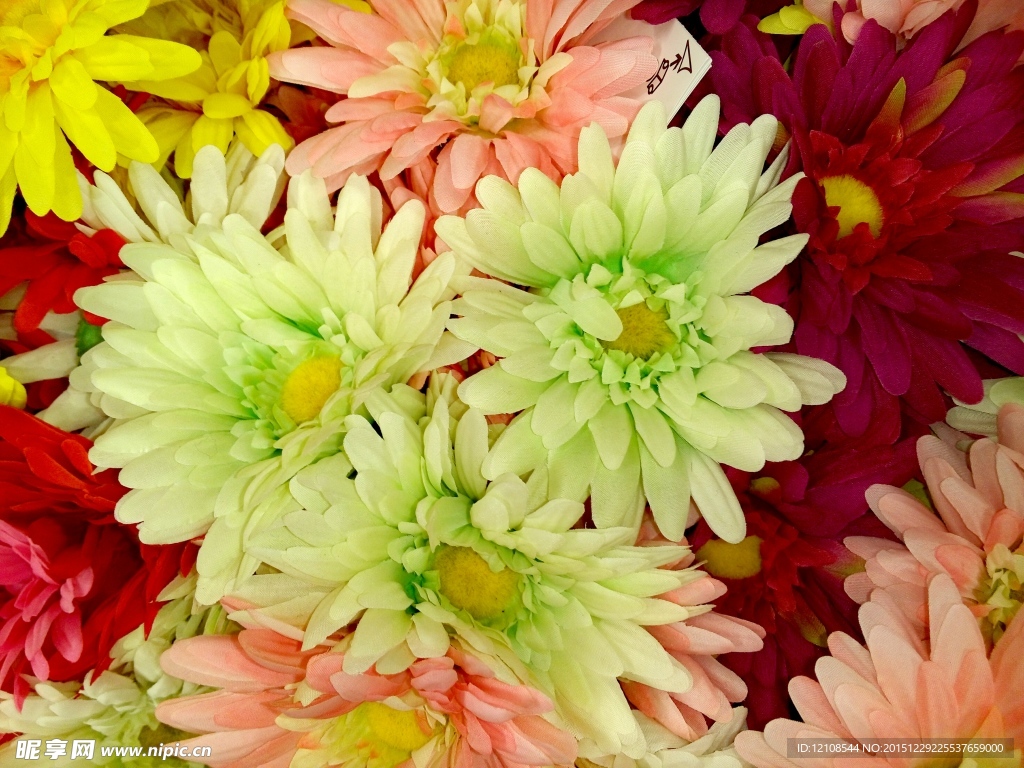 菊花