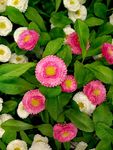 小菊花