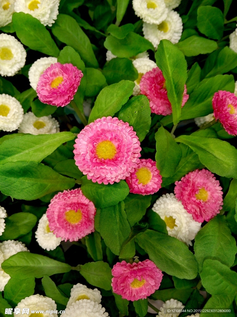 小菊花