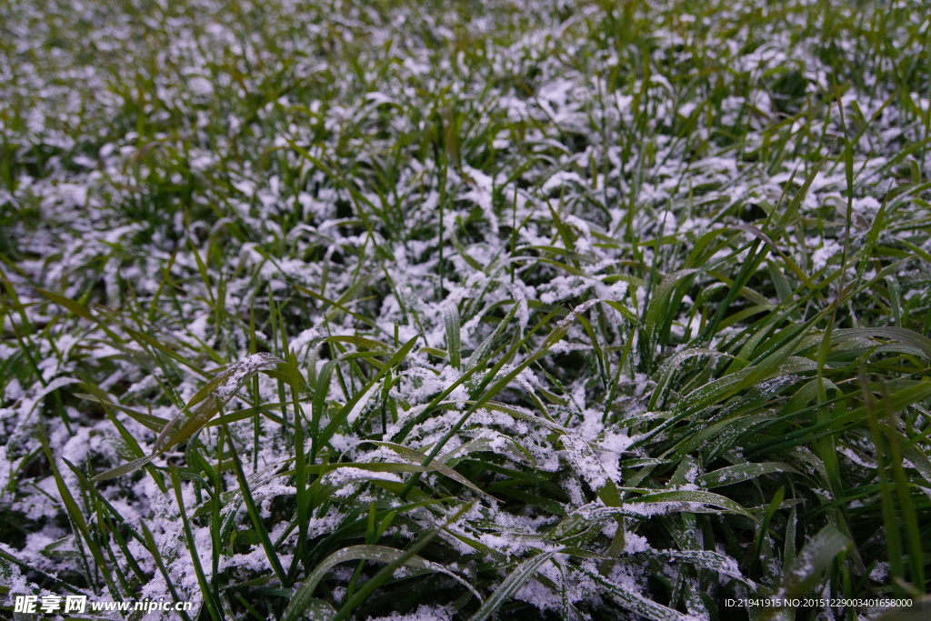 雪压麦苗