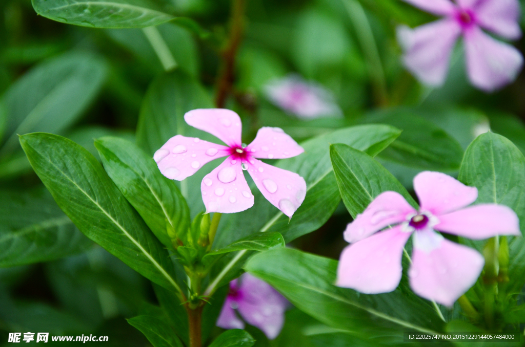 长春花