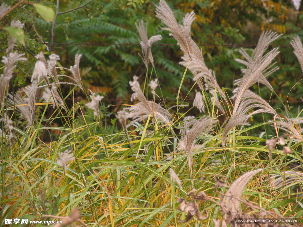 野草