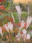 野草