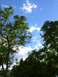 绿树蓝天