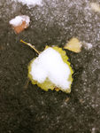 雪落叶