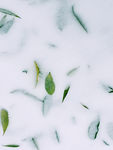 封在雪中的落叶