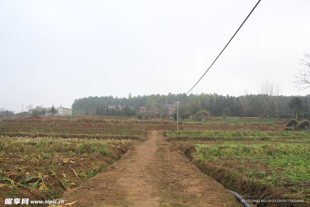 田间小路