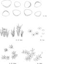 线描莒蒲红叶樱花梅花矢量EPS