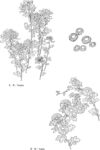 线描菊花乱菊野菊矢量EPS