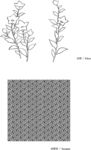 线描桔梗矢量EPS